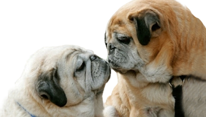 Reproducción y crianza