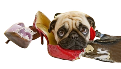 Etología y Educación