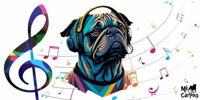 Carlinos y la música: descubre qué bandas y artistas adoran a los perros de esta raza