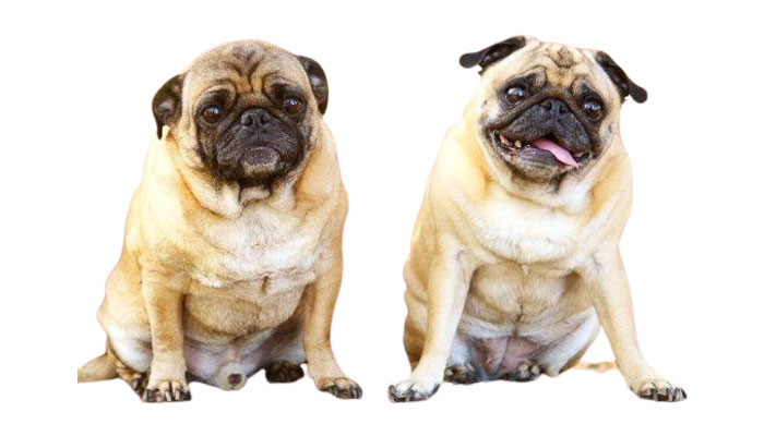 A mi carlino le suenan mucho las tripas, ¿qué puede ser?