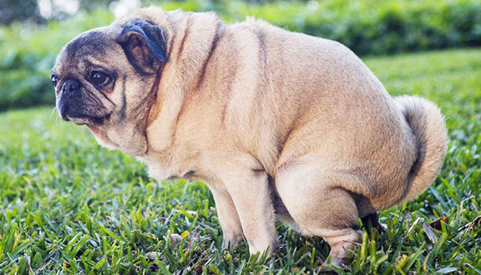 Mi perro tiene diarrea, ¿Qué hago?