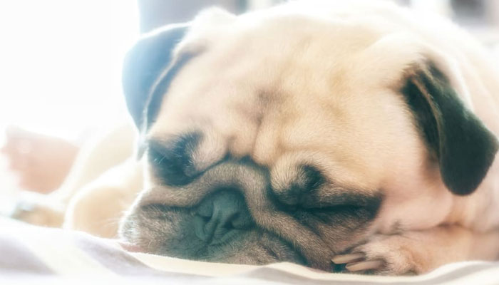 Los carlinos y los problemas de piel: cómo tratar las afecciones cutáneas más comunes