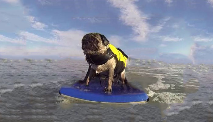 Los carlinos y los deportes extremos: ¿es posible practicar deportes de aventura con estos perros?