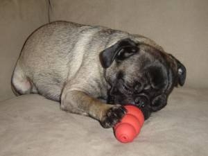 Carlino Smutty leonado