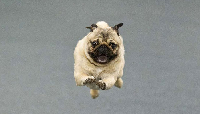 Los carlinos y los deportes de agilidad: descubre cómo estos perros pueden desempeñarse en deportes que requieren velocidad y destreza