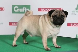 Resultados Crufts 2014