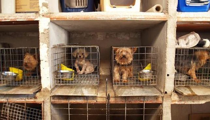 Advertencia sobre el comercio de perros de raza: el aumento de cachorros enfermos y el papel de las mafias