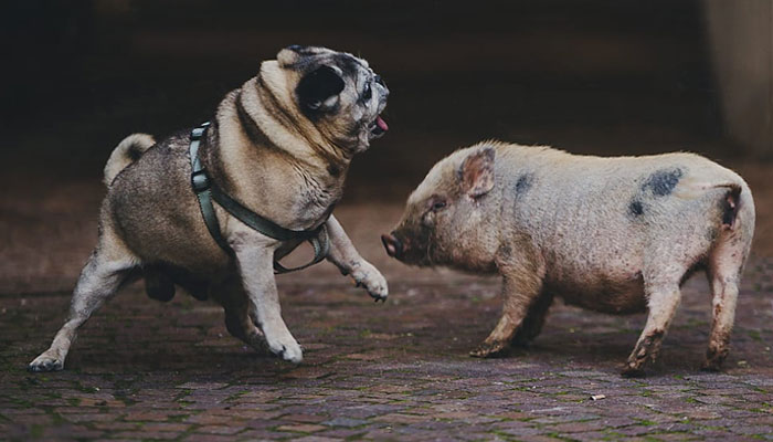 Mi perro hace ruiditos como un cerdito