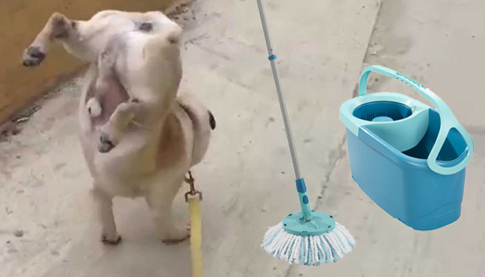 Productos comerciales para eliminar el olor a orín de perro